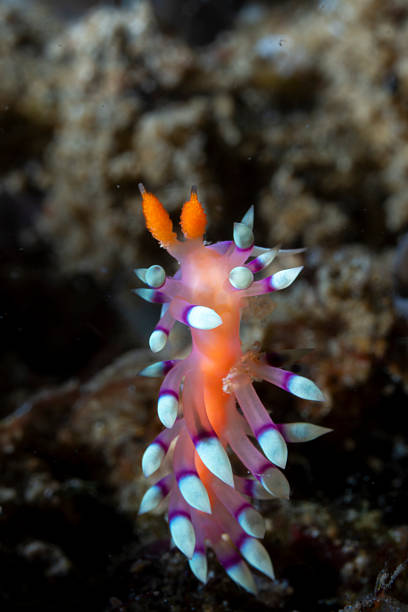 Sea Life. Nudibranch is a member of Nudibranchia, a group of soft-bodied, marine gastropod mollusks which shed their shell after their larval stage.  Very shallow DOF. Macro (close-up)