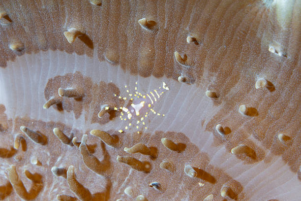 istock Disc Anemone Shrimp Pliopontonia furtiva 2233284064