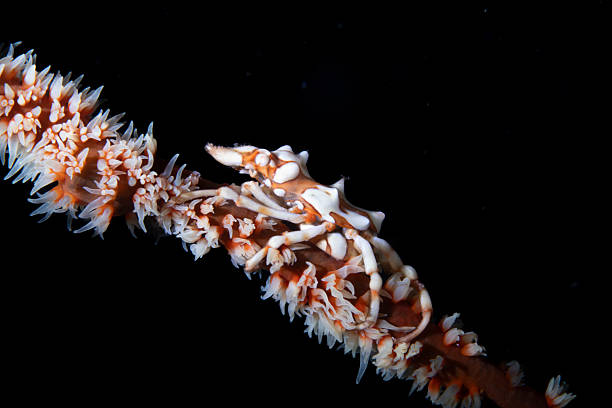 istock Whip Coral Crab Xenocarcinus tuberculatus 2233284085
