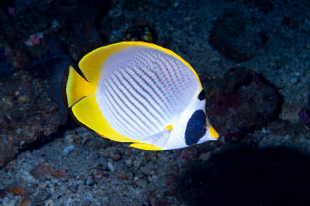 Panda Butterflyfish Chaetodon adiergastos