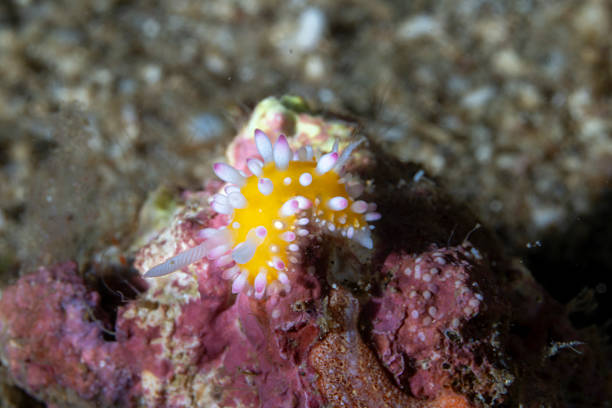 istock Cadlinella ornatissima Nudibranch 2233284087