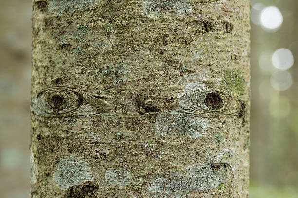 istock Eyes of mother nature on a tree trunk 2233284133