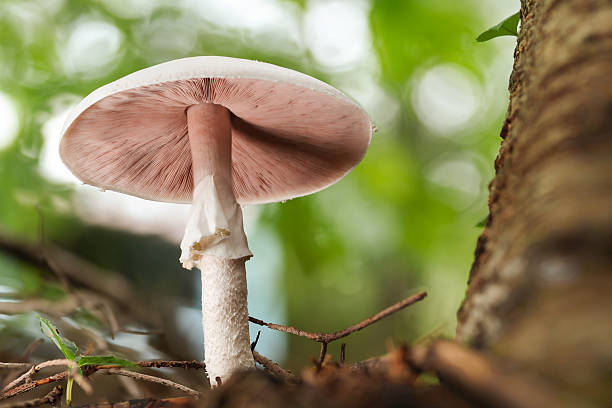 istock Wild mushroom close up in nature 2233284138