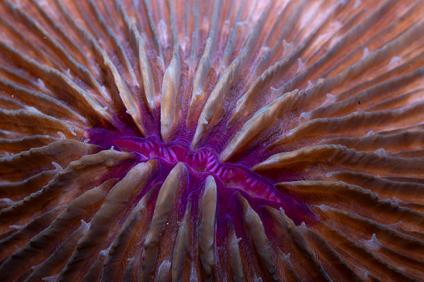 Mushroom Coral Fungia sp.
