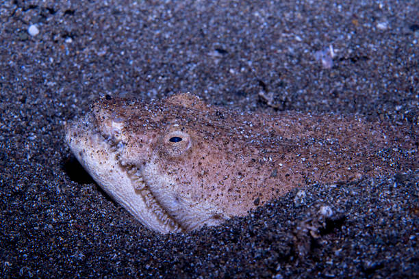 istock Stargazer Snake Eel Brachysomophis cirrocheilos 2233284154
