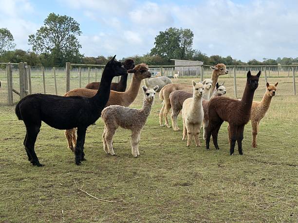 istock Herd of Alpacas, Northamptonshire, England 2233285162