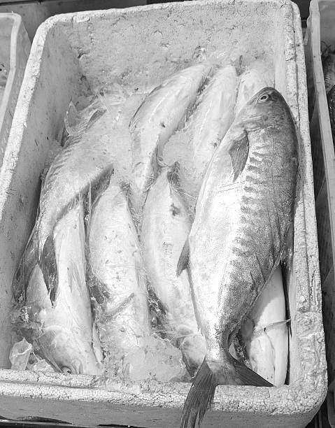 Fishes