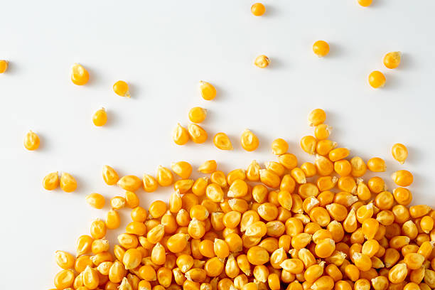 istock Fresh Yellow Corn Kernels on White Background for Cooking and Decoration 2233286840