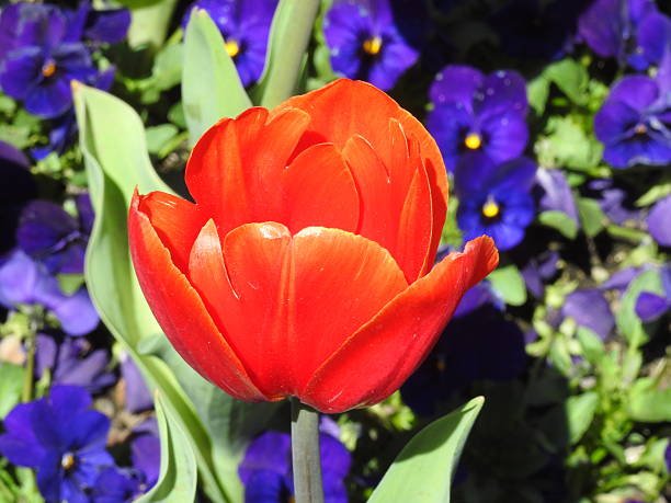 istock Red tulip at Floriade 2233290496