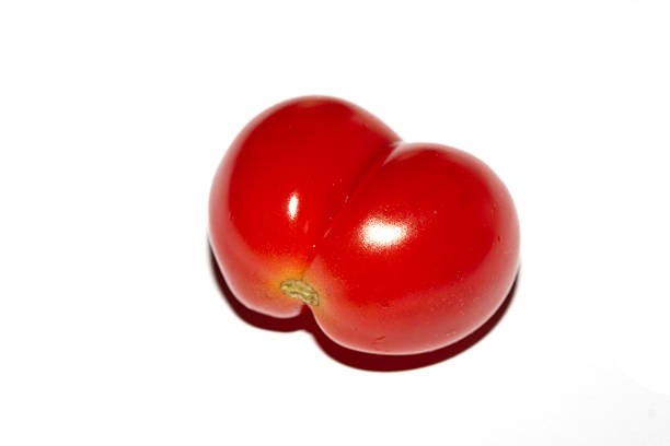 A home grown wonky conjoined tomato that looks funny on a white background