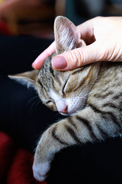 istock Hand petting a sleeping kitten with tenderness 2233294149