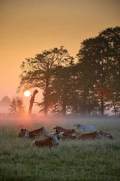 istock Cows in the morning mist and colorful sunrise. 2233294202