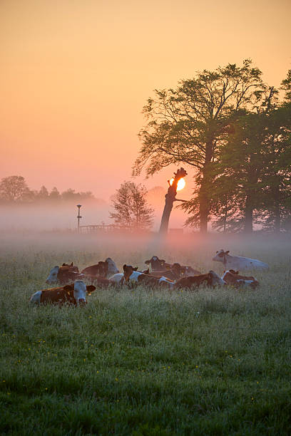 cows grazing in the grass field early in the morning. Mist covers the land.