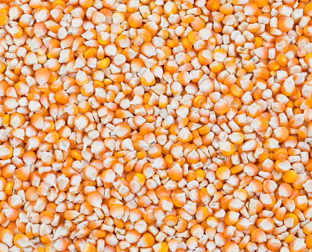 istock Healthy Dried Corn Seeds Also Know as Makki 2233294998