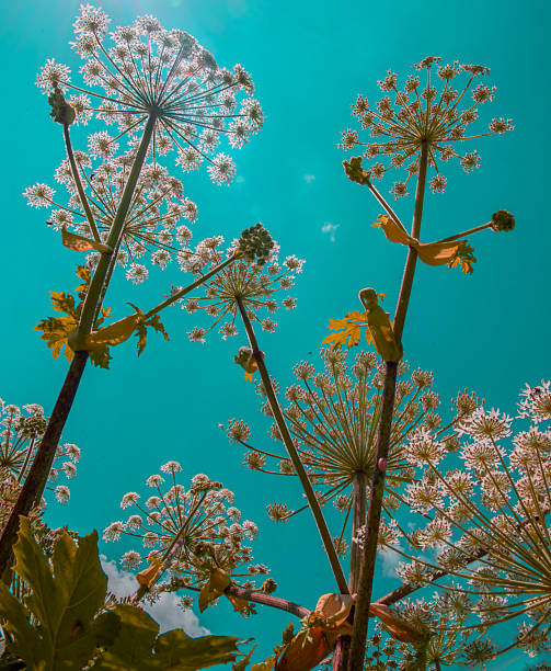 Greater Burdock weed in the woods.