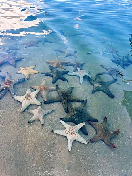Colorful starfish in close proximity to each other.