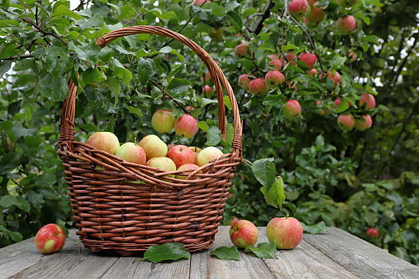 A wicker basket with ripe apples stands on a wooden table against the background of apple tree fruits in an autumn garden.