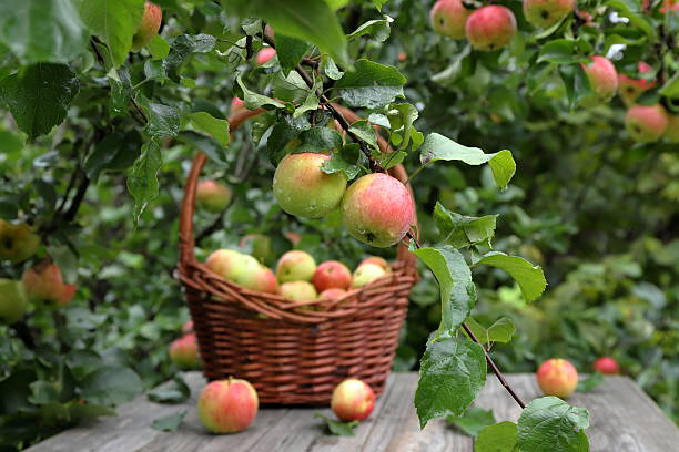 A pair of ripe apples with water droplets on an apple tree branch  against the background of a wicker basket with fresh fruits on a wooden table in an autumn garden.
