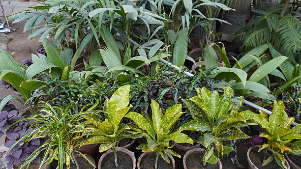 istock Indoor plants in rows, leafy greens and crotons displayed 2233302249