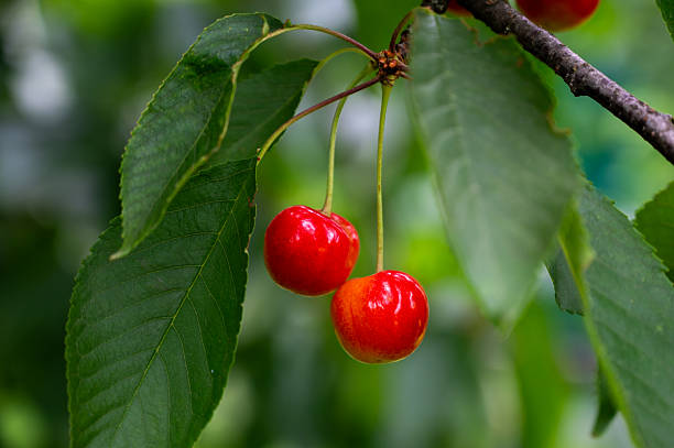 istock a ripe cluster of red cherries on a branch 2233303036