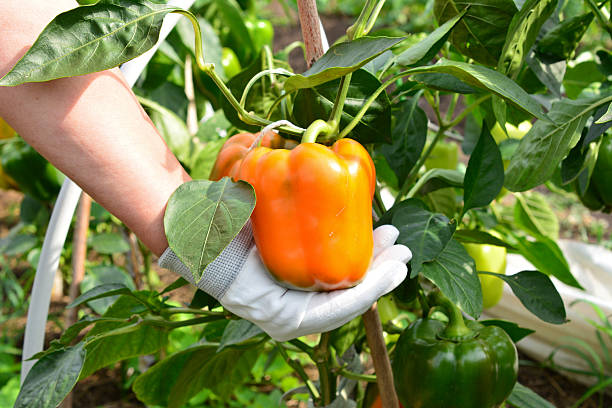 Harvesting a Ripe Orange Bell Pepper from a Lush Plant