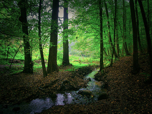 Mysterious green foggy forest during autumn day with brook, trees, branches, tree trunks, green leaves. Mystique  relaxing  nature, creepy gloomy spooky mood. Czech republic, Europe.
