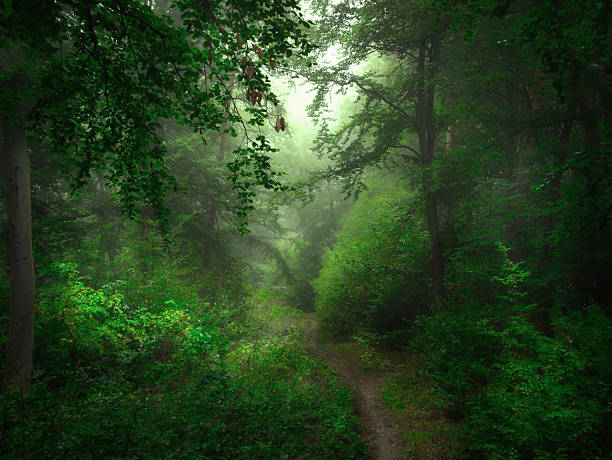 Mysterious green foggy forest during autumn day with beech trees, forest road, branches, tree trunks, green leaves. Mystique  relaxing  nature, creepy gloomy spooky mood. Czech republic, Europe.