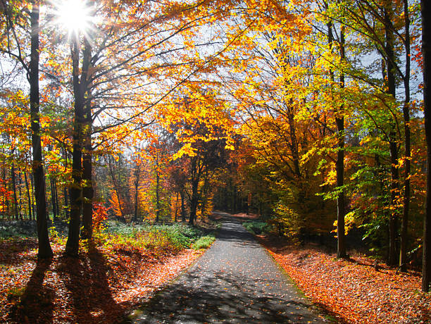 Forest in autumn day with trees, branches, tree trunks colorful foliage, natural sun rays, forest road. Mystique  relaxing  nature. Czech republic, Eastern Europe.