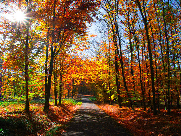 Forest in autumn day with trees, branches, tree trunks colorful foliage, natural sun rays, forest road. Mystique  relaxing  nature. Czech republic, Eastern Europe.