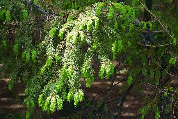istock Emerging fresh shoots of Picea abies in May 2233304587