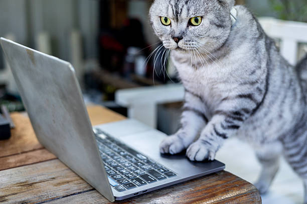 istock American Shorthair 2233304761