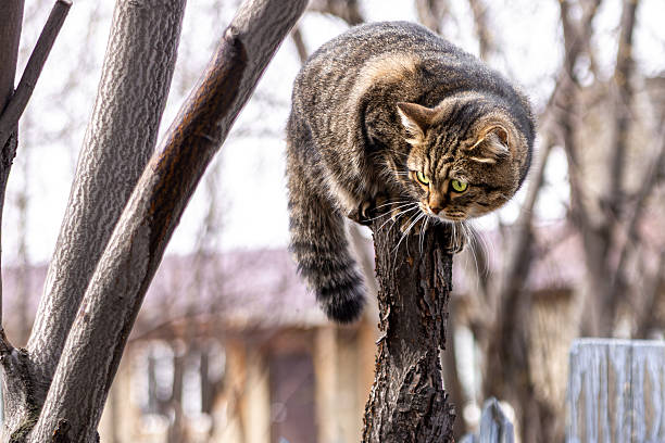 A tabby cat crouching on a tree branch, representing focus, instinct, and the quiet power of nature with blurred background and selective focus on the cat