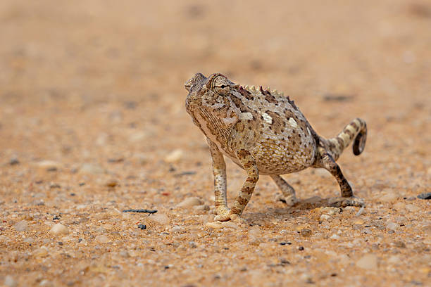 istock Namaqua chameleon in the Namib Desert 2233305258