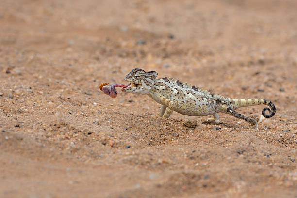 istock Namaqua chameleon in the Namib Desert 2233305429