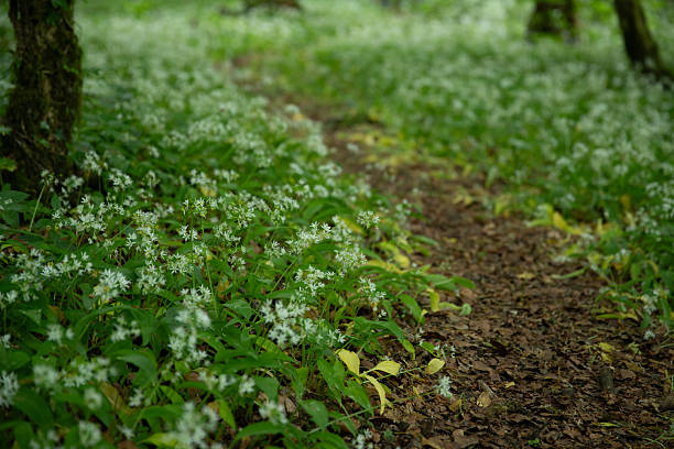 Forest floor covered with wild garlic flowers (Wild garlic, Bear's garlic, Wood garlic, Allium ursinum, Amaryllidaceae). Spring scene in France.