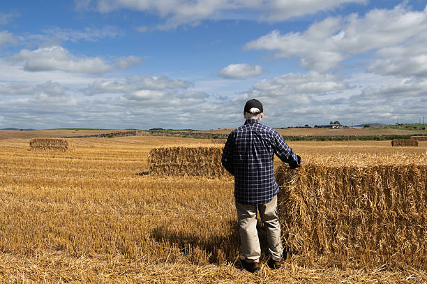 Mature man looking at straw bales in a field in rural Scotland on a bright summer day