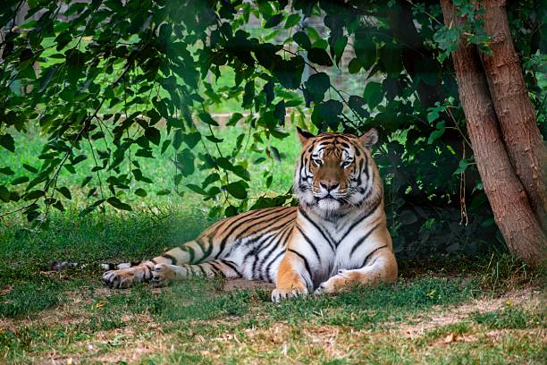istock Majestic tiger resting in the shade 2233306336