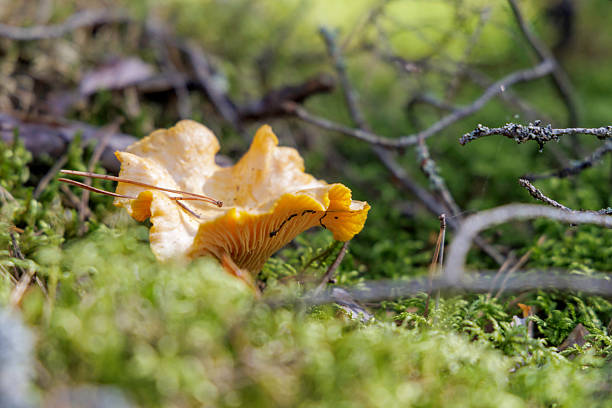 A close-up, low-angle shot of a single yellow chanterelle mushroom nestled in the mossy forest floor, surrounded by small branches and natural decay.