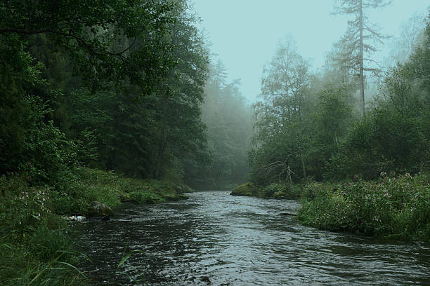 Lindulovskaya larch grove. Vyborg district, Leningrad region.
