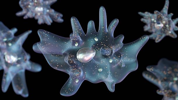 3D rendering of an amoeba, a single-celled organism. It is presented against a dark background, which makes the amoeba's translucent body stand out.