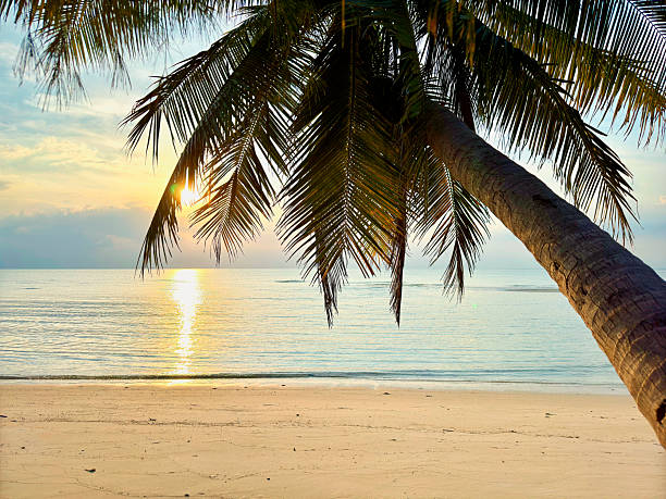 Palm leaves in evening sunlight on a tropical Island.