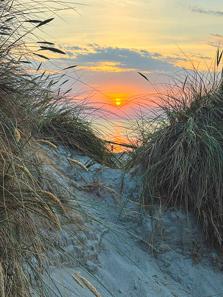 istock Beach grass at sunset on the Baltic Sea. 2233308597