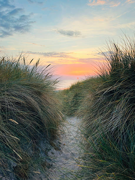 Beach grass at sunset on the Baltic Sea.
