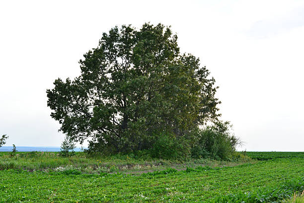 a single oak Tree in a Green Field cut out