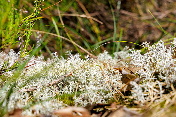 istock A close-up of silvery lichen in a forest undergrowth 2233309467