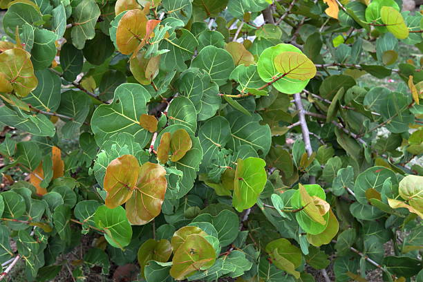 istock Sea grape leaves and branch. 2233309532