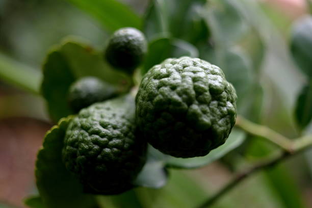 Close up unripe Citrus hystrix fruits growing on branch in Thailand and common name is Kaffir lime or Leech lime.