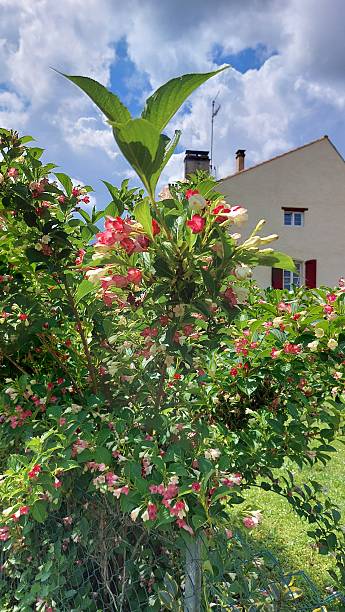 istock pink roses in france 2233310528