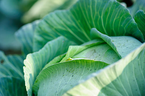 istock Green cabbage in growth at vegetable garden 2233310557