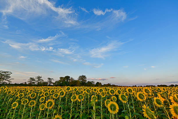 istock Beautiful rural landscapes, on a sunflower. 2233314010